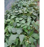 Fruidor 1 kg (Fotografija 2)