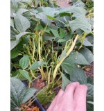 Fruidor 1 kg (Fotografija 3)