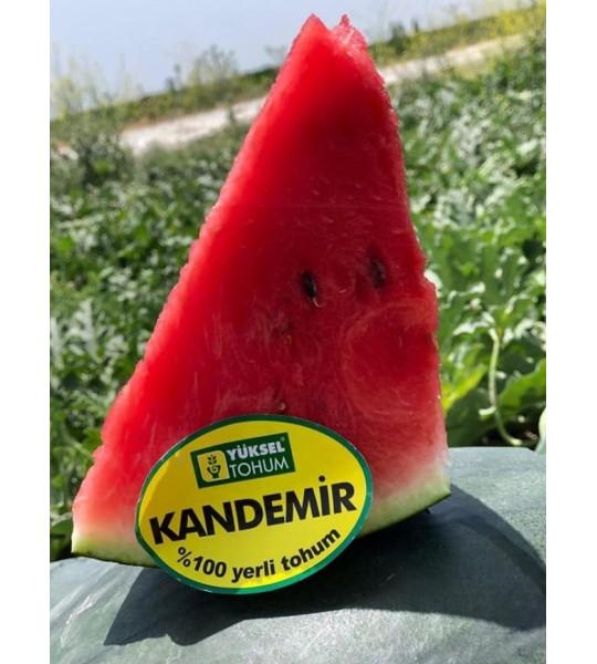 Kandemir F1 500s