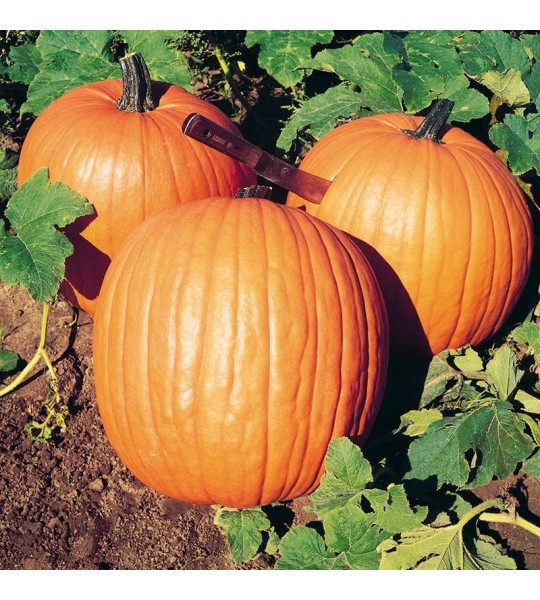Halloween 100 gr