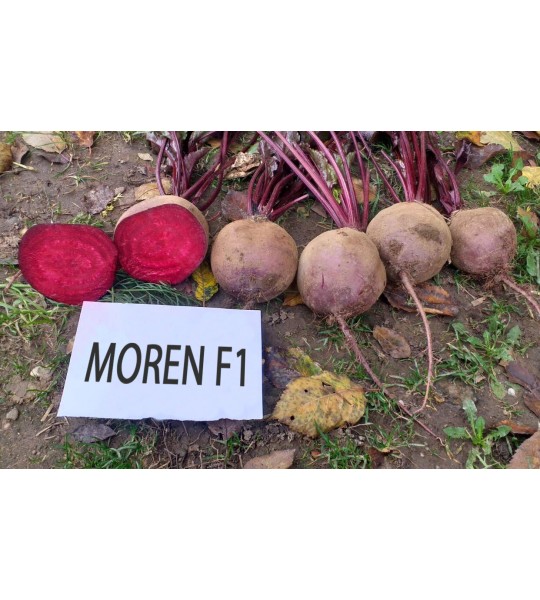Moren F1 25.000s