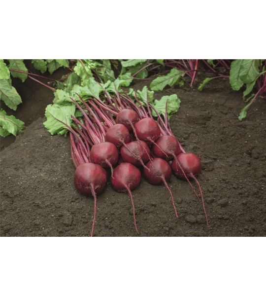 Bohan 50.000s (precision seed)
